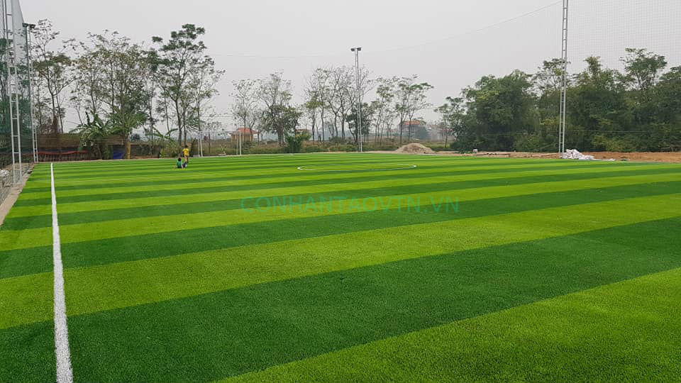 cỏ nhân tạo vĩnh phúc