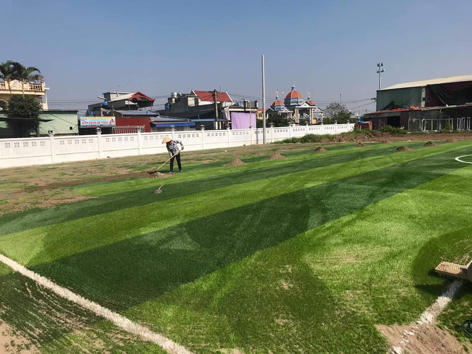 cỏ sân bóng nam định