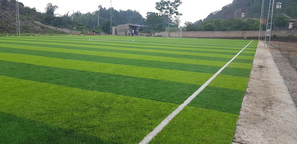 cỏ sân bóng
