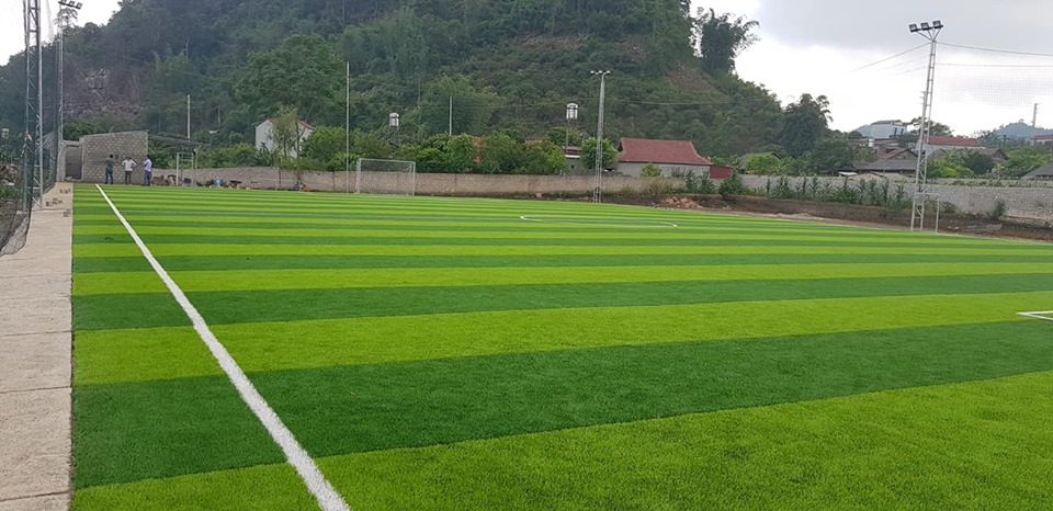 cỏ sân bóng